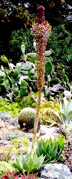Agave chiapensis