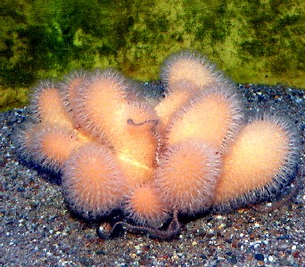 Alcyonium digitatum