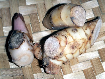 Pieces of Alpina Galinga