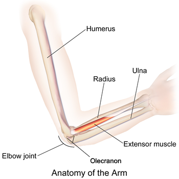 Anatomy of the Arm
