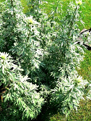 Wormwood (Artesmisia Absinthium)