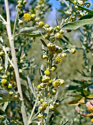 Wormwood Flowers