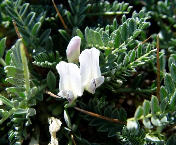 Astralagus Tragacanthus