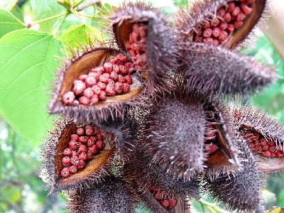 Bixa orellana Seed Pods