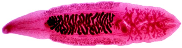 Liver Fluke Worm