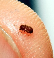 Drugstore Beetle on Fingertip