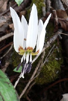 Erythronium dens-canis