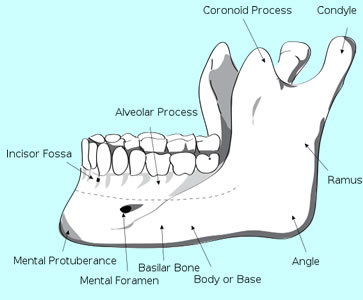 Human Jaw Bone