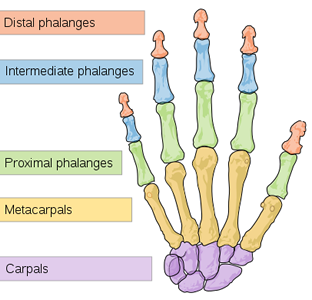 Bones of the Hand