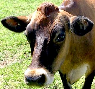 Jersey cow