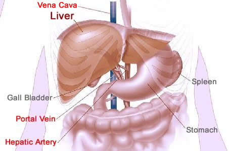 Liver and Nearby Organs