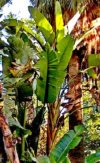 Musa paradisiaca