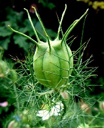 Nigella