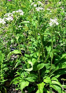 Parthenium Integrifolium