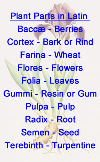 Plant Parts