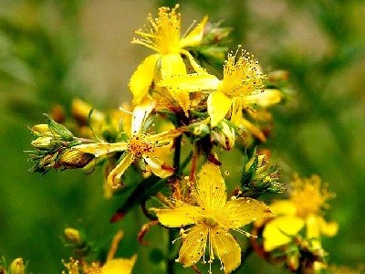 St. John's Wort Flowers