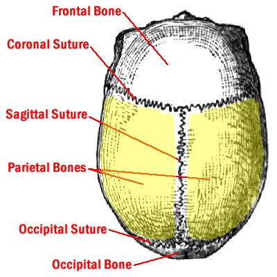 Sutures and Bones on Top of Skull
