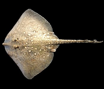 Thornback Ray