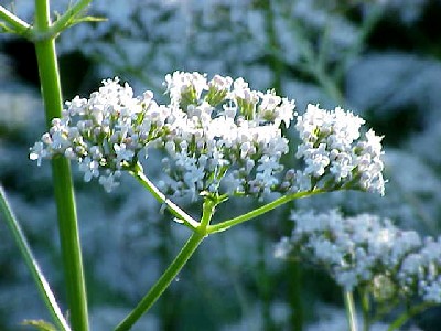 Valerian Officinalis