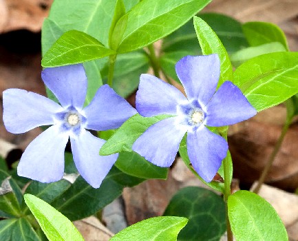 Lesser Periwinkle