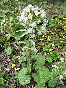 White Butterbur