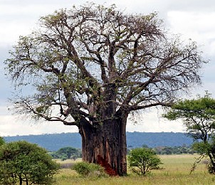 Baobab Tree, Africa
