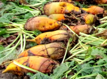 The lovely mangel-wurzel