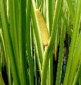 Acorus Calamus