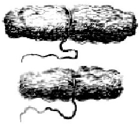 Dossils of Lint, Lorenz Heister