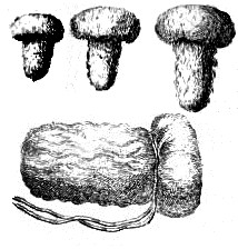 Lint Tents by Heister