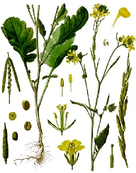 Mustard Plant