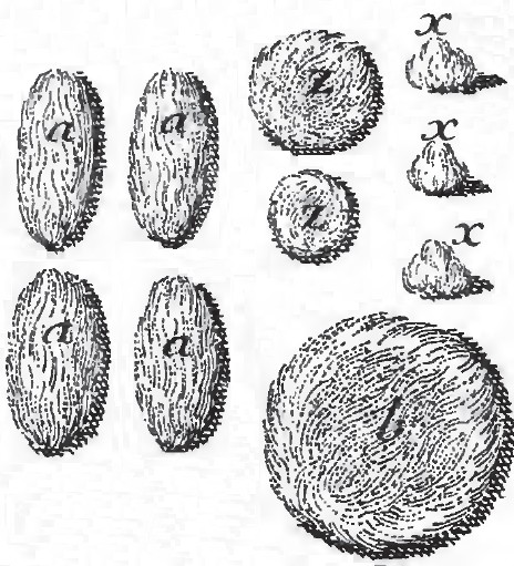 Pledgets for Amputation Dionis