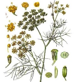Fennel