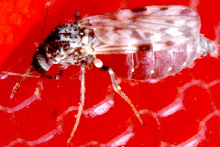 Female Biting Midge