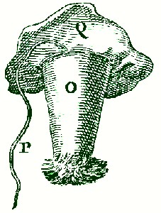 Abdomen Suturing Tent