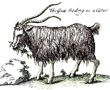 Goat Eating Rockroses