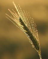 Barley Ear