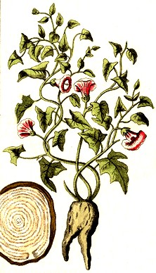 Ipomoea Purga