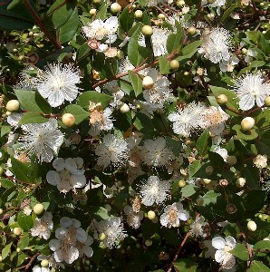Myrtle Flowers