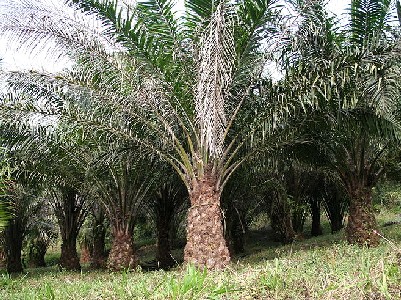 Oil Palms