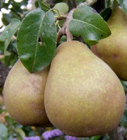 Pears