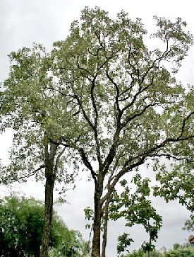Red Sandalwood Trees