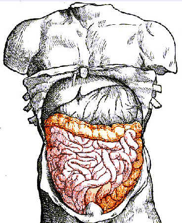 Intestines in Abdomen, Vesalius