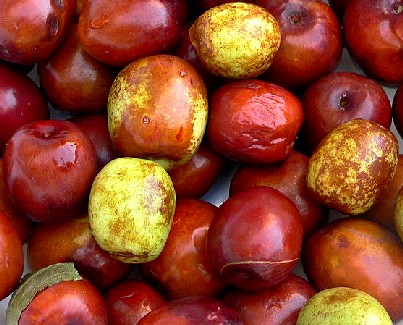 Jujube Fruit
