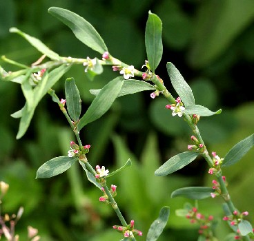 Knotgrass or Polygonum