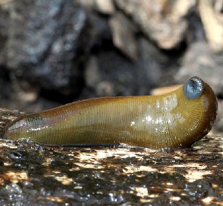 A horse leech