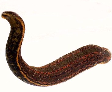 A medicinal leech