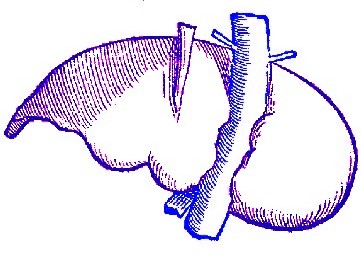 Liver, Vesalius