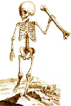 Child Skeleton With Bone