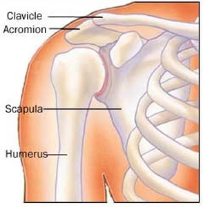 Shoulder Joint Bones
